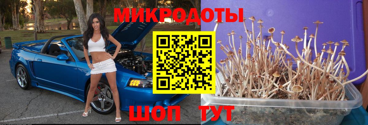 Гудермес  Псилоцибиновые грибы GOLDEN TEACHER  Вход с VPN  Галлюциногенные грибы мухоморы 